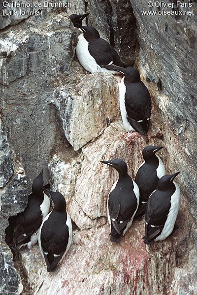 Guillemot de Brünnich