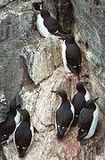 Guillemot de Brünnich