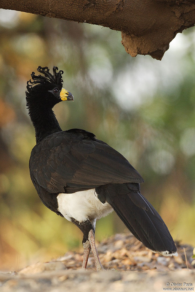 Bare-faced Curassow, identification