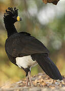 Bare-faced Curassow