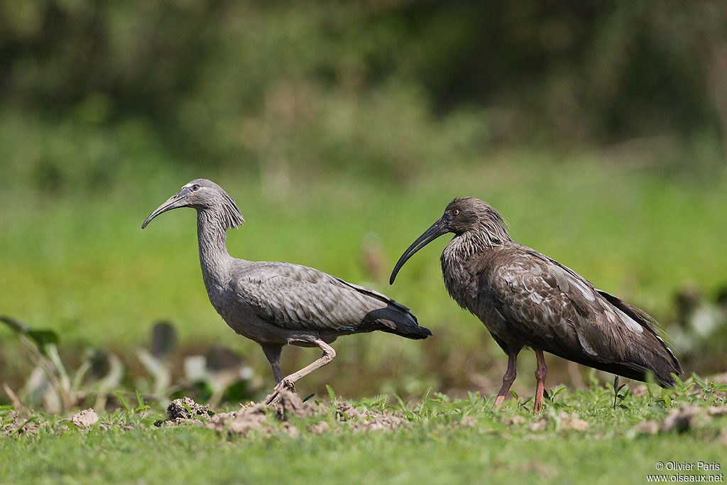 Plumbeous Ibis, identification