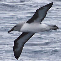 Albatros à tête grise