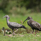 Ibis plombé