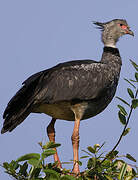 Southern Screamer