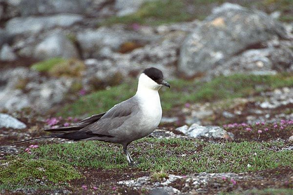 Long-tailed Jaeger