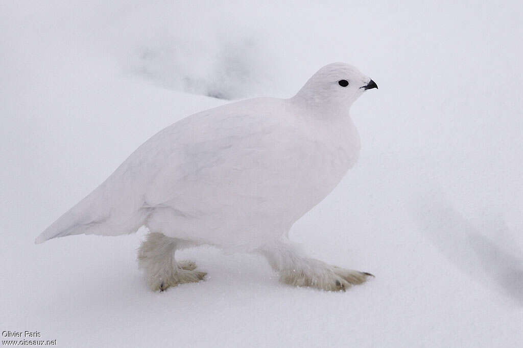 Willow Ptarmiganadult post breeding, identification