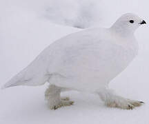 Willow Ptarmigan