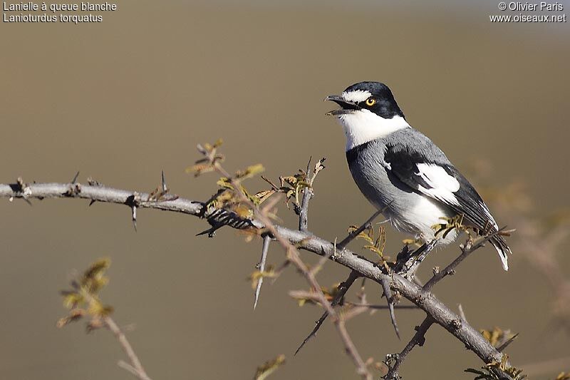 White-tailed Shrike