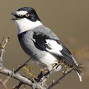 White-tailed Shrike