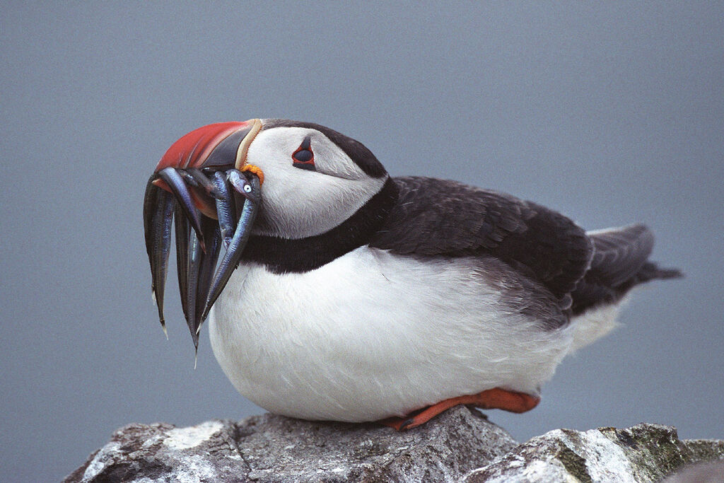 Atlantic Puffin