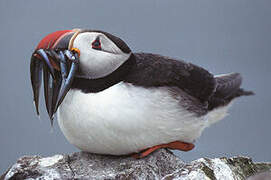 Atlantic Puffin