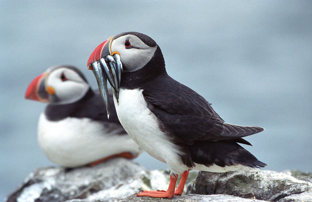 Atlantic Puffin