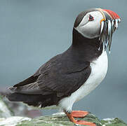 Atlantic Puffin