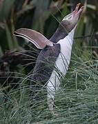 Yellow-eyed Penguin