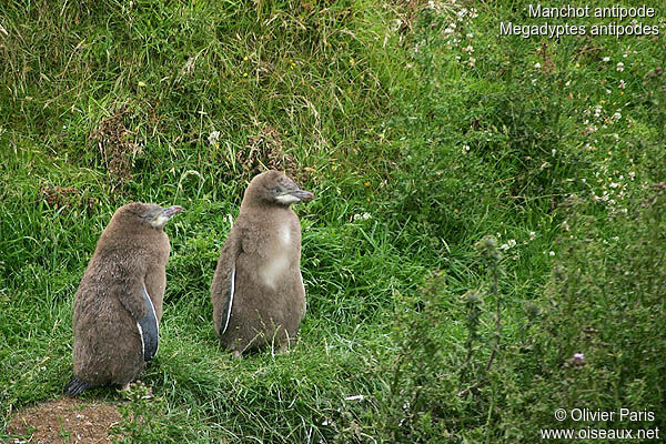 Yellow-eyed Penguinimmature