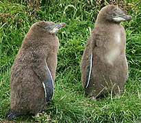 Yellow-eyed Penguin