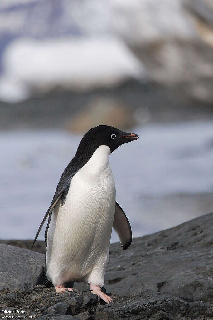 Adelie Penguinadult, identification