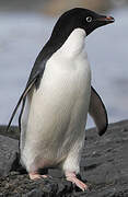 Adelie Penguin