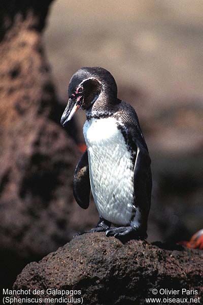 Galapagos Penguin