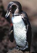 Galapagos Penguin