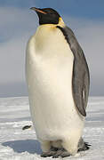 Emperor Penguin