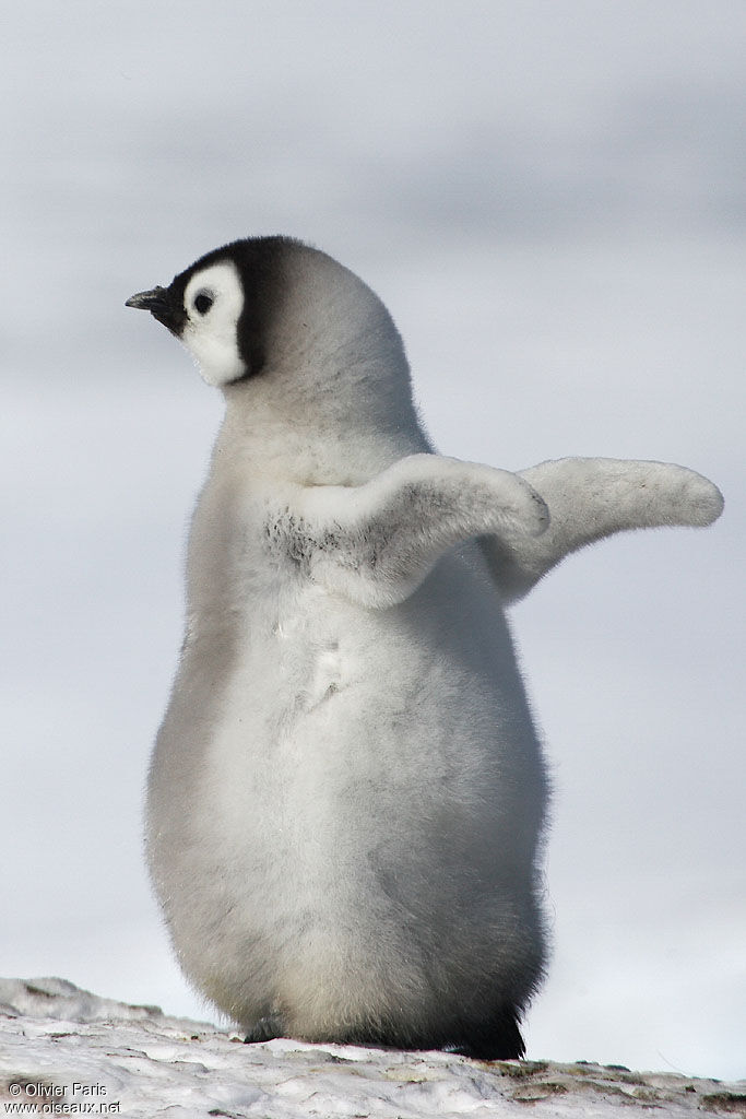 Emperor PenguinFirst year, identification