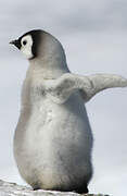 Emperor Penguin