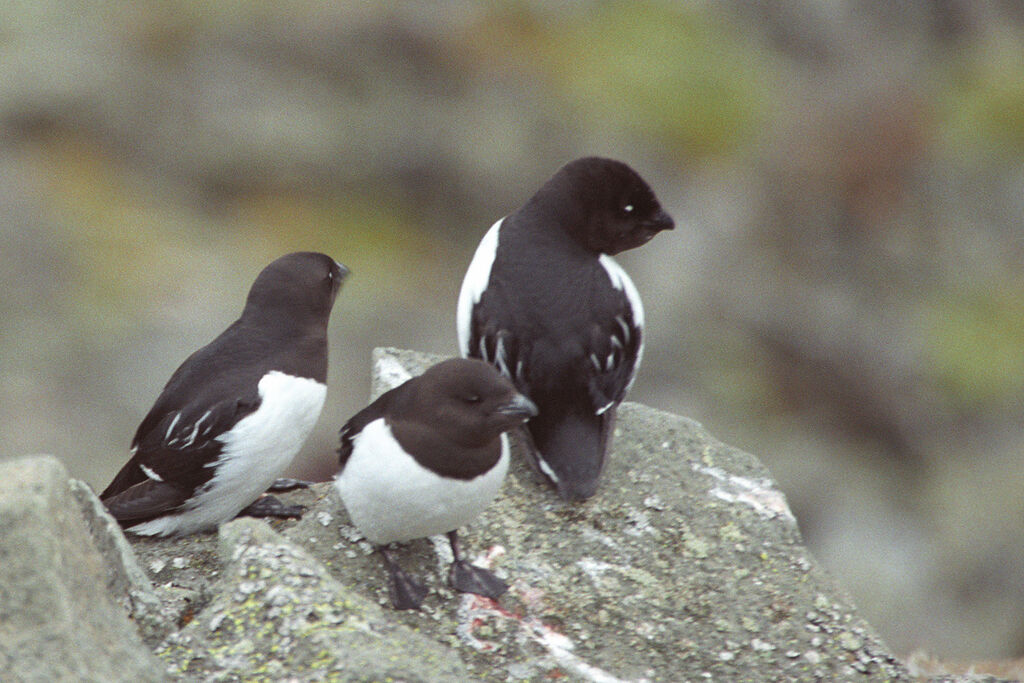 Little Auk