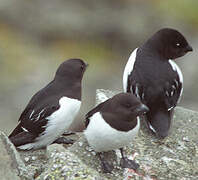 Little Auk