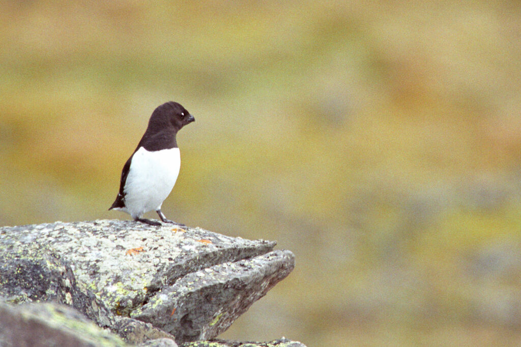 Little Auk