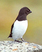 Little Auk