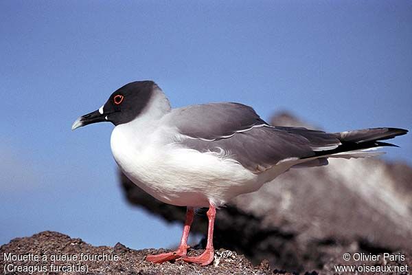 Mouette à queue fourchue