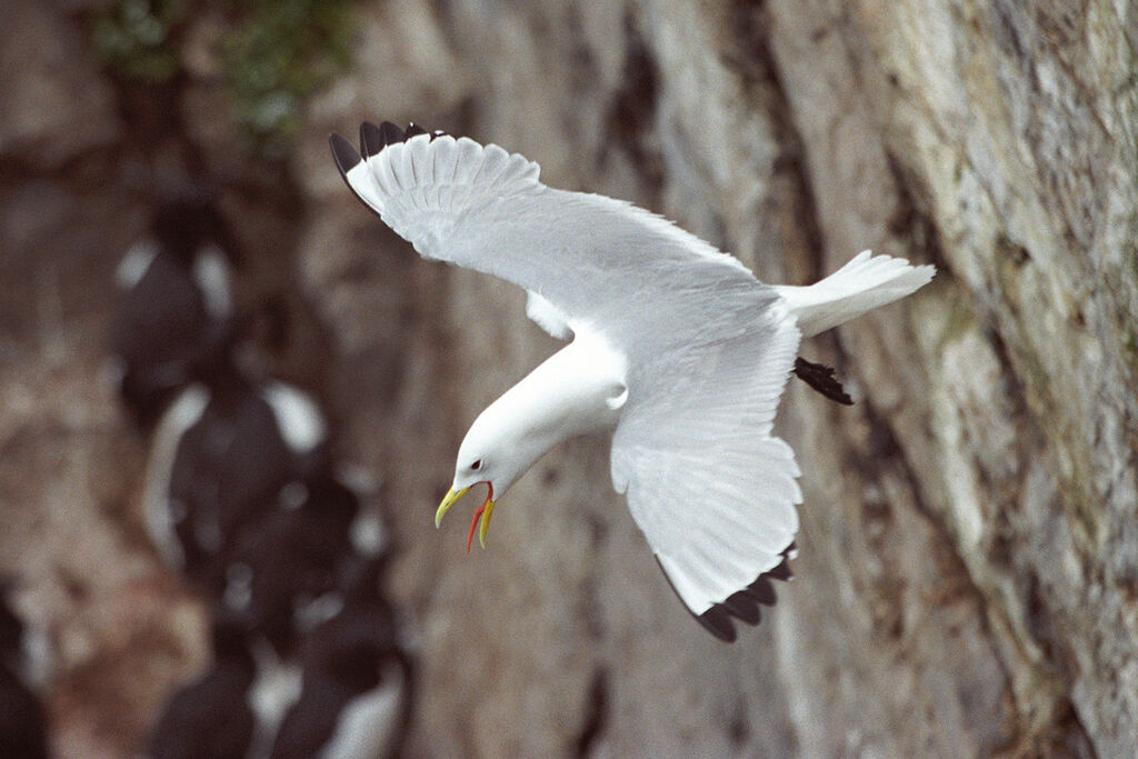 Mouette tridactyle