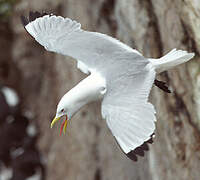 Black-legged Kittiwake