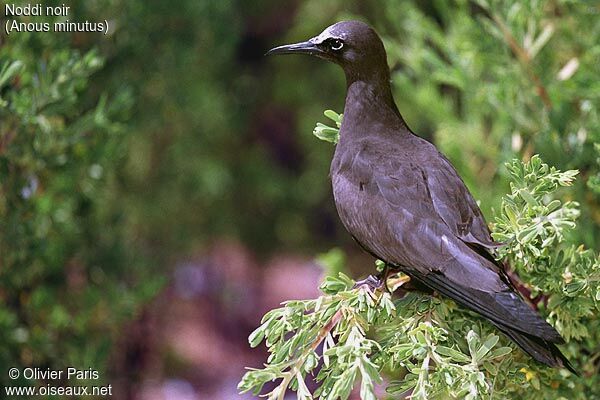 Black Noddy