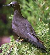 Black Noddy