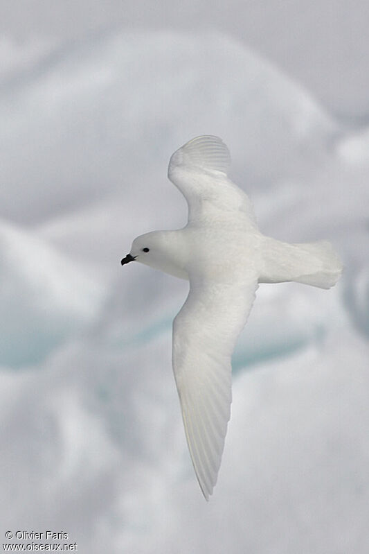 Snow Petrel, Flight