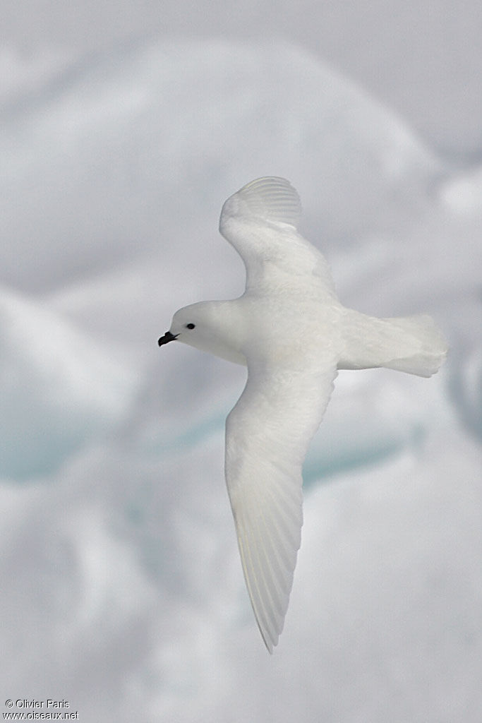 Snow Petrel, Flight