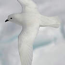 Pétrel des neiges