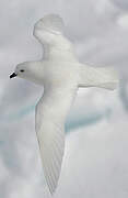 Snow Petrel