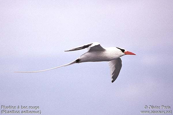 Red-billed Tropicbird