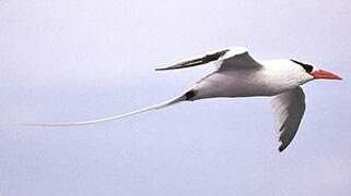 Red-billed Tropicbird