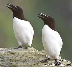 Razorbill