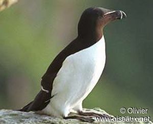 Razorbill