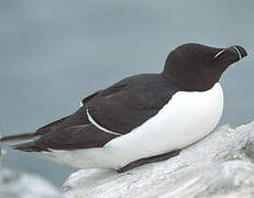 Razorbill