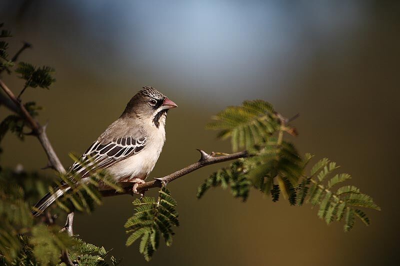 Scaly-feathered Weaveradult breeding, identification