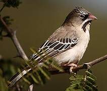 Scaly-feathered Weaver