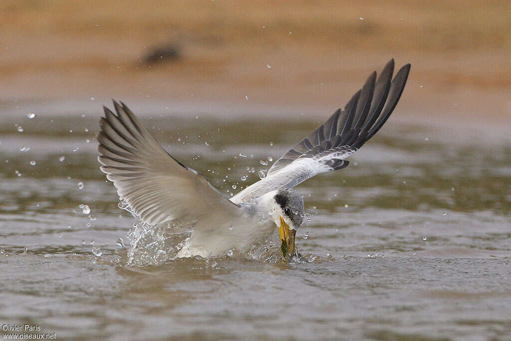 Sterne à gros becadulte internuptial, pêche/chasse, Comportement