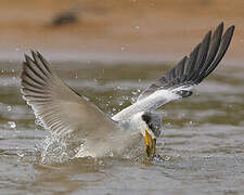 Large-billed Tern