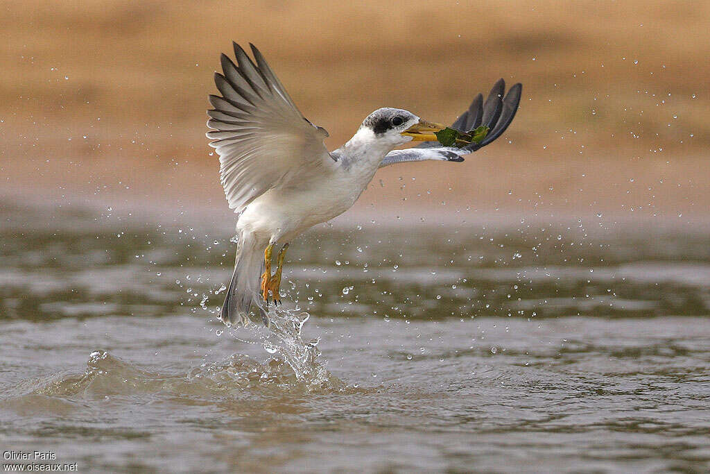 Large-billed Ternadult post breeding, pigmentation, Flight, Behaviour